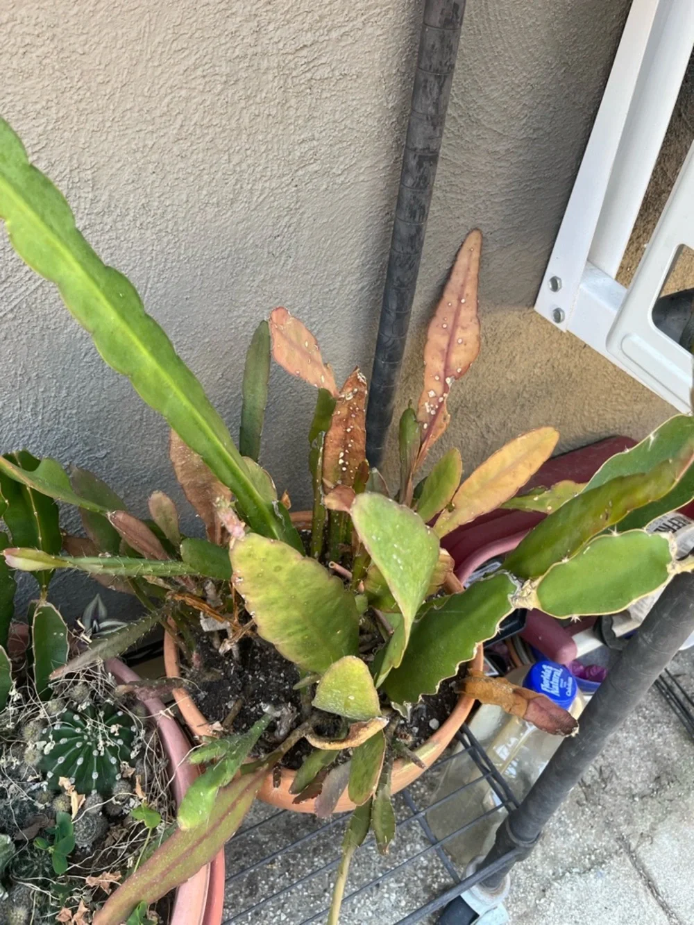 N/A healthy dragon